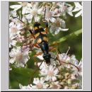 Strangalia attenuata - Bockkaefer 01.jpg